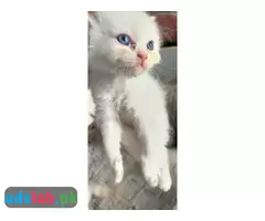 Persian kittens for sale - 9
