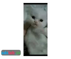Persian kittens for sale - 13