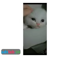 Persian kittens for sale - 14