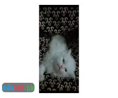Persian kittens for sale - 15