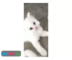 Persian kittens for sale - 2