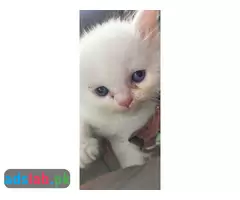 Persian kittens for sale - 3