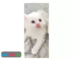 Persian kittens for sale - 8