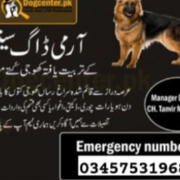 Army dog Center okara 03251693262