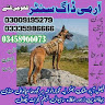 Army Dog Center Rawalpindi 03009195279