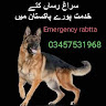 Army dog center okara pakistan Army dog center